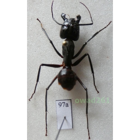 Camponotus gigas Latreille, 1802 Malaysia97a